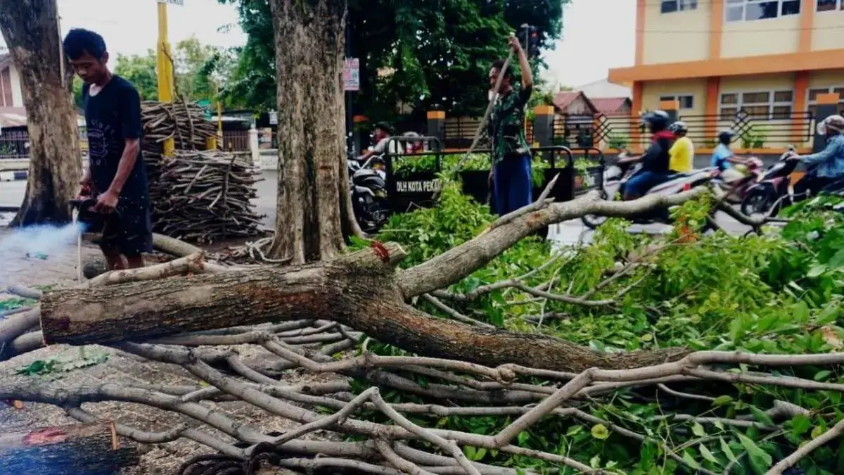 Cegah Kecelakaan di Musim Hujan, DLH Pekalongan Intensifkan Pemangkasan Pohon Rawan Tumbang Cegah Kecelakaan di Musim Hujan, DLH Pekalongan Intensifkan Pemangkasan Pohon Rawan Tumbang