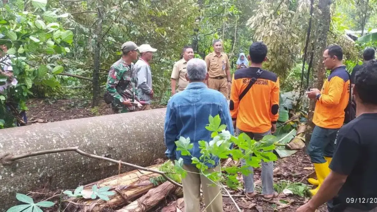 Diterjang Angin Kencang, 5 Rumah di Wonotunggal Batang Rusak Tertimpa Pohon Tumbang Diterjang Angin Kencang, 5 Rumah di Wonotunggal Batang Rusak Tertimpa Pohon Tumbang