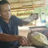 Panen Durian Rogoselo Pekalongan Merosot Tajam Akibat Cuaca, Petani Andalkan Varietas Lokal Paling Enak
