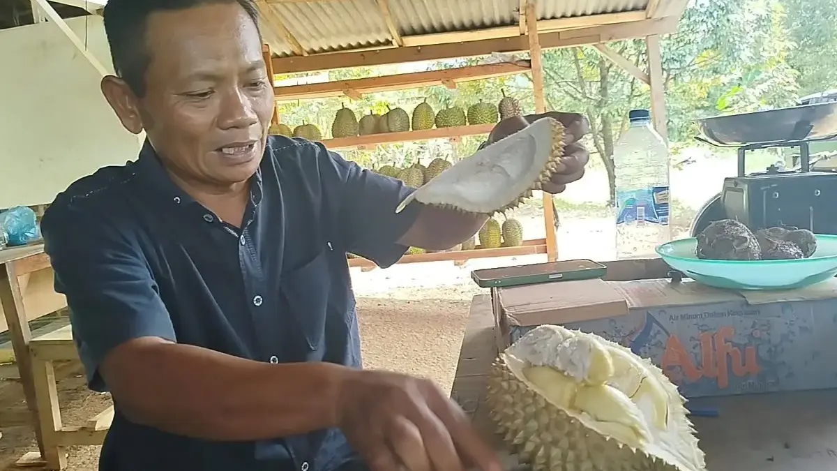 Panen Durian Rogoselo Pekalongan Merosot Tajam Akibat Cuaca, Petani Andalkan Varietas Lokal Paling Enak
