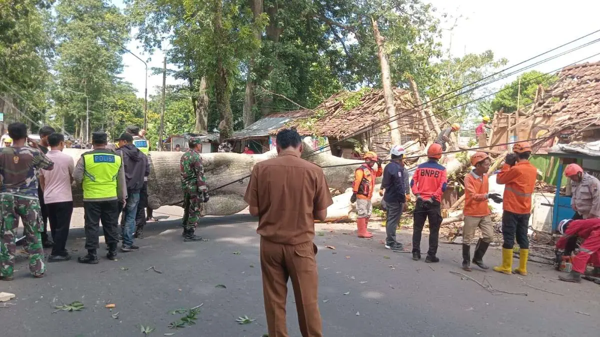 Pohon Randu Tua Tumbang di Wonopringgo Pekalongan, 2 Warga Terluka dan 2 Warung Rusak Parah