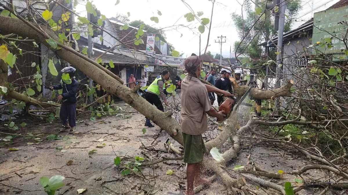 Pohon Waru Tumbang Tutup Jalan Raya Sinangohprendeng Pekalongan, Lalu Lintas Sempat Macet Pohon Waru Tumbang Tutup Jalan Raya Sinangohprendeng Pekalongan, Lalu Lintas Sempat Macet