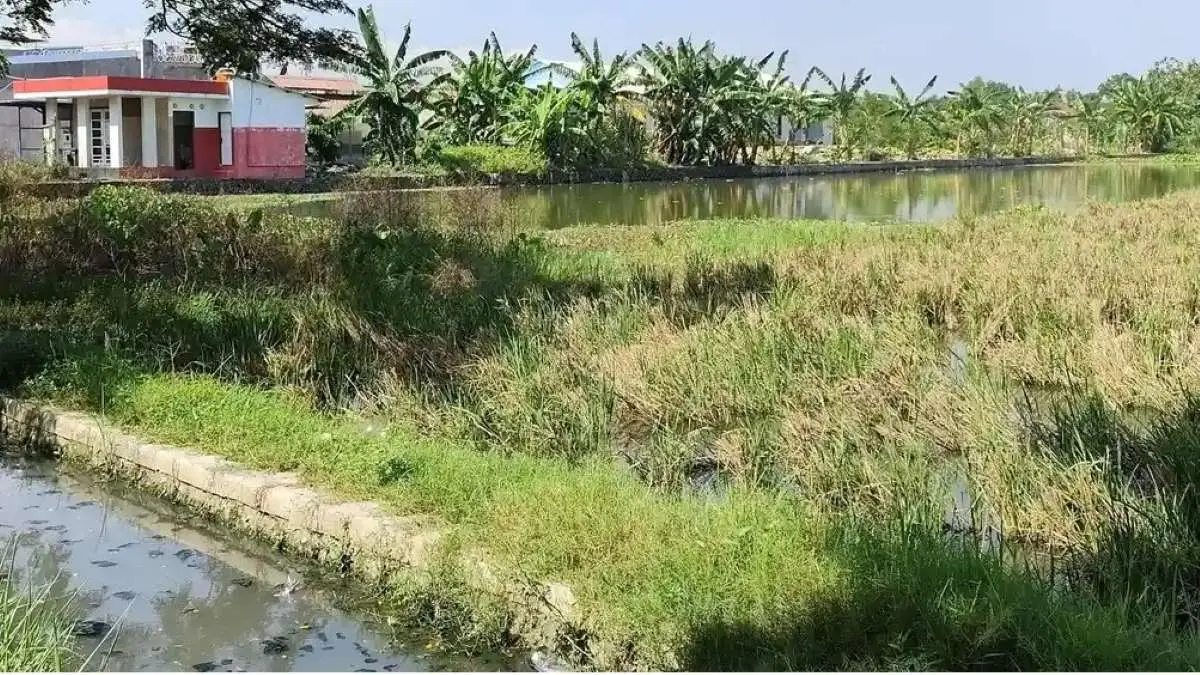 Rob Hantam Persawahan Banyutowo Kendal, Petani Gagal Panen dan Minta Keringanan Pajak