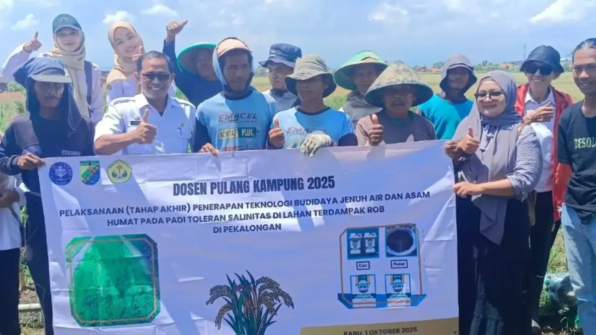 Sawah Degayu Terdampak Rob Sukses Panen 10 Kwintal Berkat Inovasi BJA dan Asam Humat IPB
