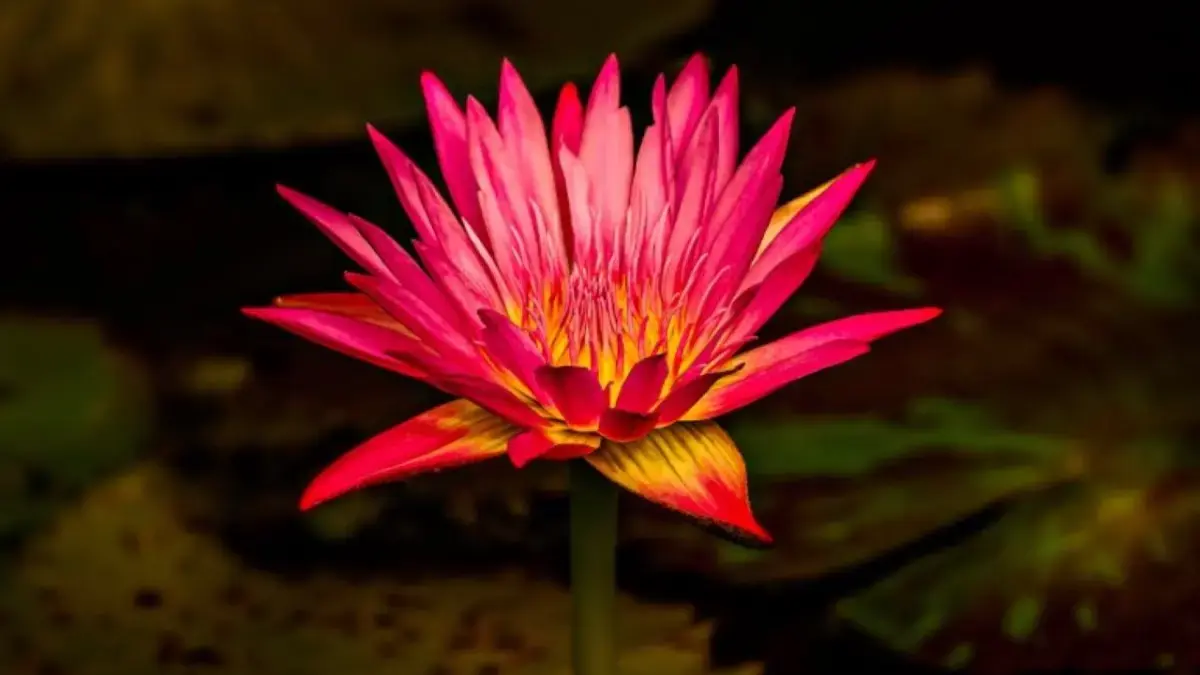 Ramalan Keuangan Shio Selasa 9 Desember 2025