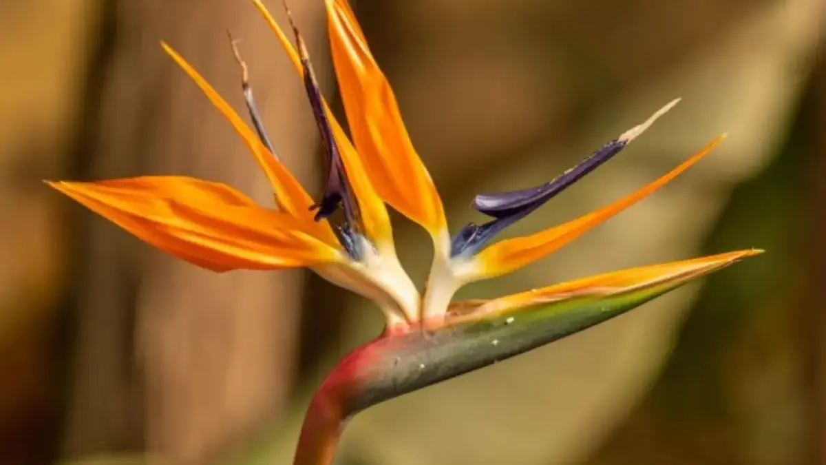 Ramalan Keuangan Zodiak 5 Desember 2025