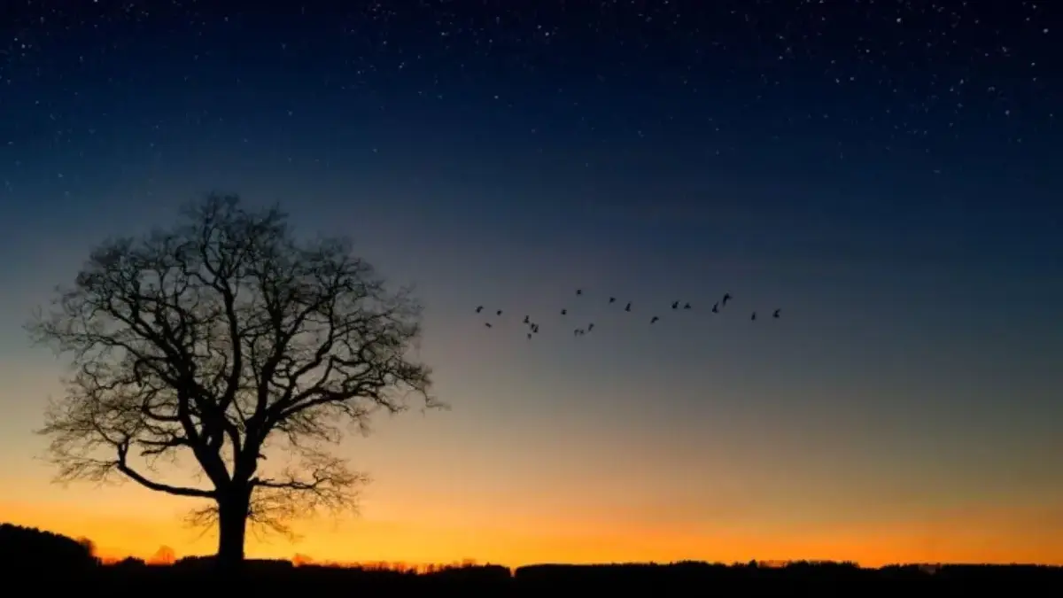 Menyala Terang! Ini Ramalan Shio 14 Desember 2025 untuk Tikus, Kerbau, Macan, dan Kelinci Ramalan Shio 14 Desember 2025