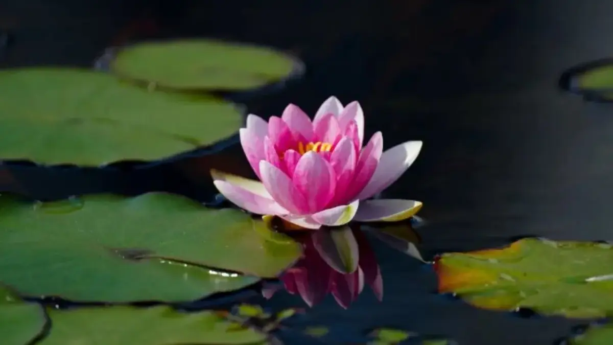 Ramalan Zodak 5 Desember 2025