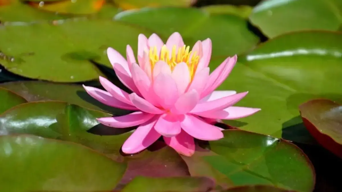 Punya Hasil Signifikan! Ramalan Zodiak 10 Desember 2025 untuk Sagitarius, Capricorn, Aquarius, dan Pisces Ramalan Zodiak 10 Desember 2025