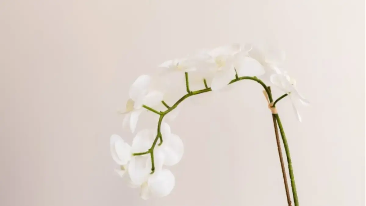 Ramalan Zodiak Besok 11 Desember 2025