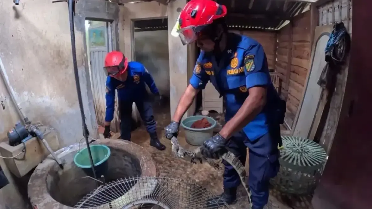 Bukan Cuma Padamkan Api! Layanan Non-Fire Rescue di Pekalongan Melejit, Evakuasi Tawon Vespa Paling Dominan