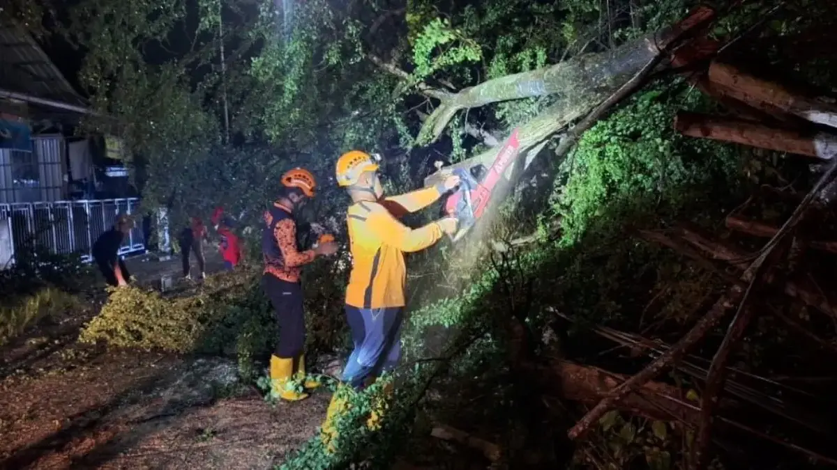 Hujan Angin di Kendal Tumbangkan Pohon Jati dan Asem Londo, Akses Jalan dan Listrik Sempat Putus Total Hujan Angin di Kendal Tumbangkan Pohon Jati dan Asem Londo, Akses Jalan dan Listrik Sempat Putus Total