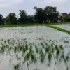 Kendal Darurat Pangan! 1.600 Hektare Sawah Terendam Banjir, 304 Hektare Padi Dipastikan Gagal Panen