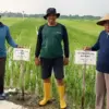 Lahan Pesisir Jadi Produktif: Desa Margorejo Kendal Jadi Demplot Padi Biosalin BRIN dan Ekonomi Sirkular