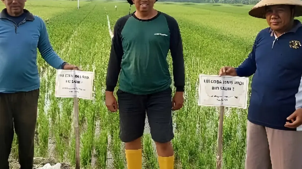 Lahan Pesisir Jadi Produktif: Desa Margorejo Kendal Jadi Demplot Padi Biosalin BRIN dan Ekonomi Sirkular