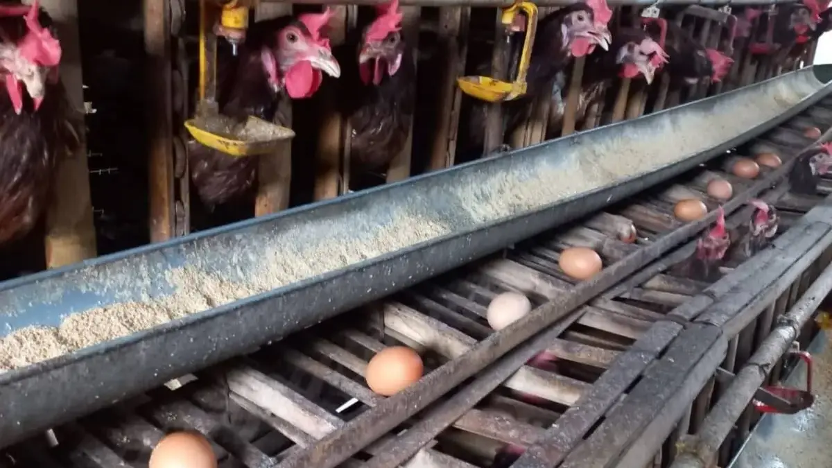 Produksi Telur Nasional Surplus, Distribusi Belum Merata Picu Harga Lampaui HAP di Indonesia Timur