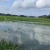 Ribuan Hektare Sawah di Kendal Terendam Banjir, Padi Usia Muda Terancam Gagal Tumbuh, Petani Merugi!