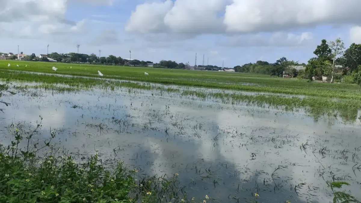 Ribuan Hektare Sawah di Kendal Terendam Banjir, Padi Usia Muda Terancam Gagal Tumbuh, Petani Merugi!