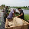 Sungai Bremi Meluap! Tanggul Pabean Pekalongan Jebol 35 Meter, Ratusan Rumah Terendam Banjir Bandang