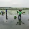 Swasembada Tercapai! Batang Uji Coba Padi Biosalin di Lahan Terdampak Rob Demi Perkuat Ketahanan Pangan