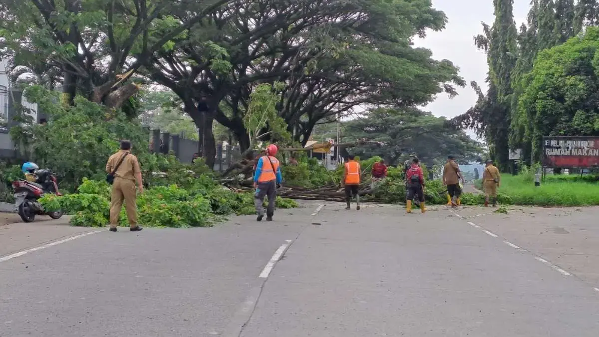 Cegah Pohon Tumbang, Camat Subah Pimpin Pemangkasan Ratusan Pohon Rawan di Jalur Pantura Batang