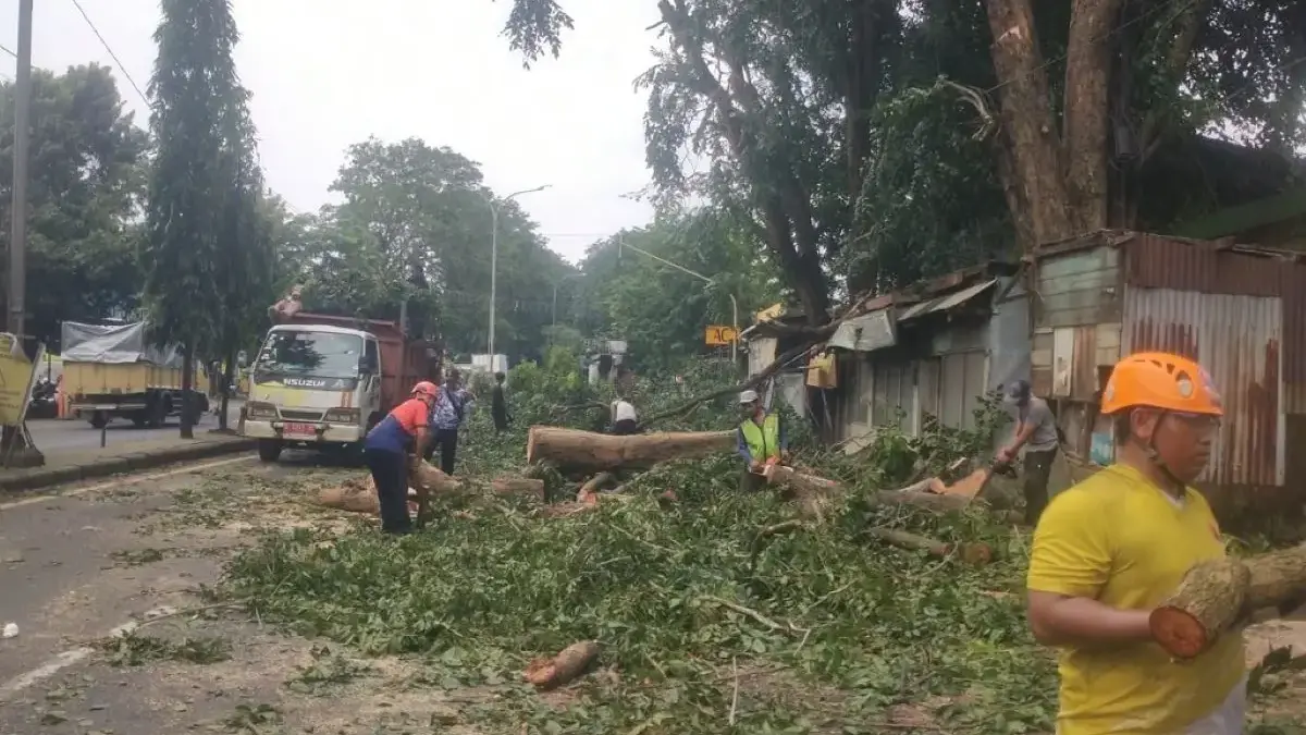 Cegah Pohon Tumbang di Jalur Pantura Batang, Petugas Gercep Pangkas Dahan Rimbun demi Keamanan Jalan