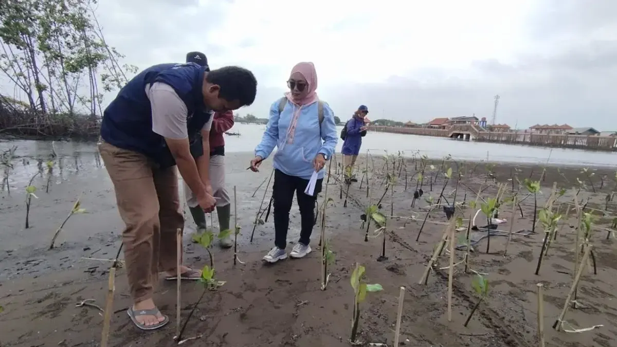 Kawasan Mangrove Park Pekalongan Direstorasi, Dinparbudpora Gercep Perbaiki Fasilitas Wisata Pesisir