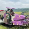 Panen Raya Gringsing Batang, Produktivitas Padi Tetap Stabil 7 Ton per Hektar di Tengah Cuaca Ekstrem
