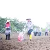Dukung Swasembada Pangan, Polres Pekalongan Kota Tanam Jagung di Lahan 3,4 Hektar Kelurahan Kalibaros