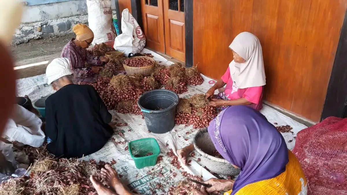 Harga Bawang Merah di Kendal Anjlok Usai Lebaran 2026, Petani Merugi hingga Puluhan Juta