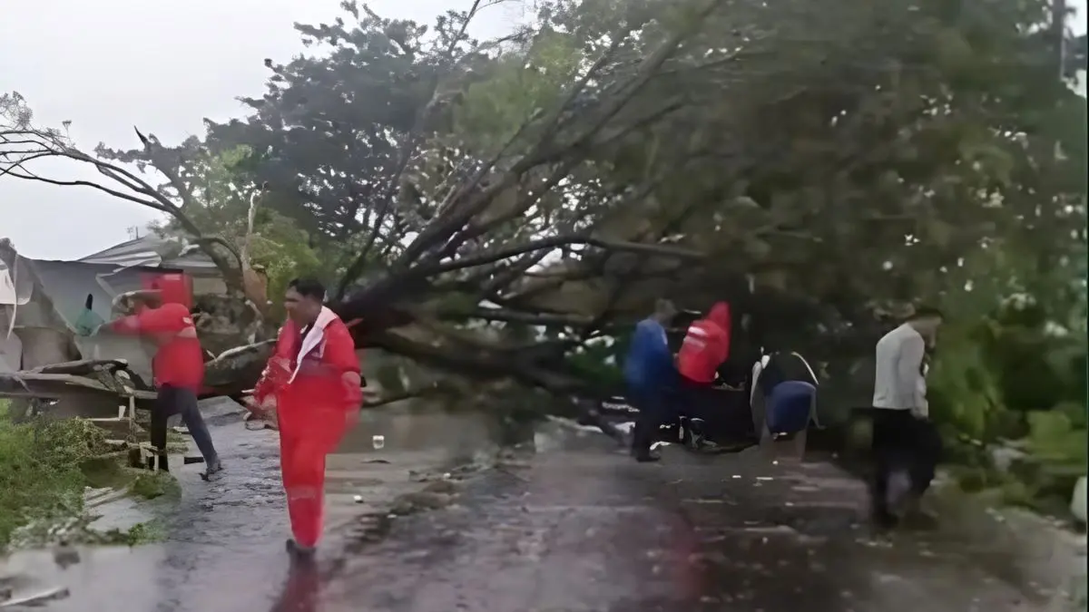 Kendal Dicekam Angin Kencang, Puluhan Pohon Tumbang Tutup Jalan, Petugas Evakuasi Hingga Jelang Subuh