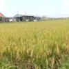 Sempat Pasrah Lahan Kena Rob, Puluhan Hektare Padi Biosalin di Degayu-Krapyak Pekalongan Sukses Panen