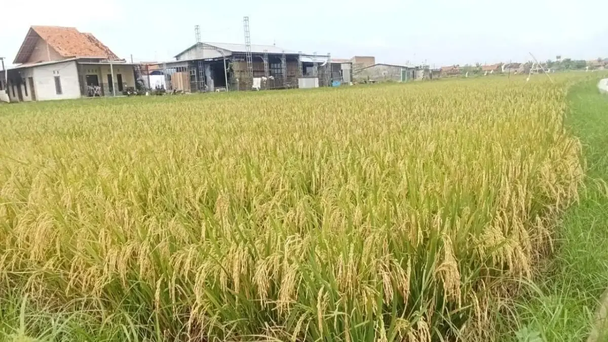Sempat Pasrah Lahan Kena Rob, Puluhan Hektare Padi Biosalin di Degayu-Krapyak Pekalongan Sukses Panen