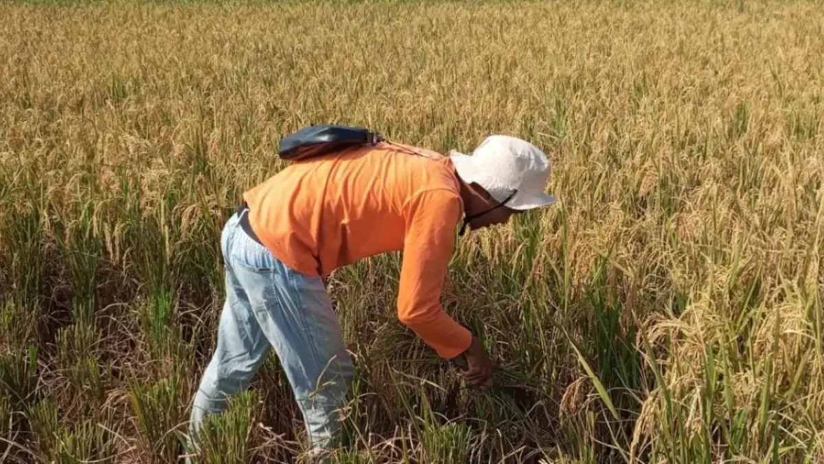 Canggih! Demplot Digital Farming Hadir di Pekalongan, Petani Lahan Eks Rob Siap Panen Raya Canggih! Demplot Digital Farming Hadir di Pekalongan, Petani Lahan Eks Rob Siap Panen Raya