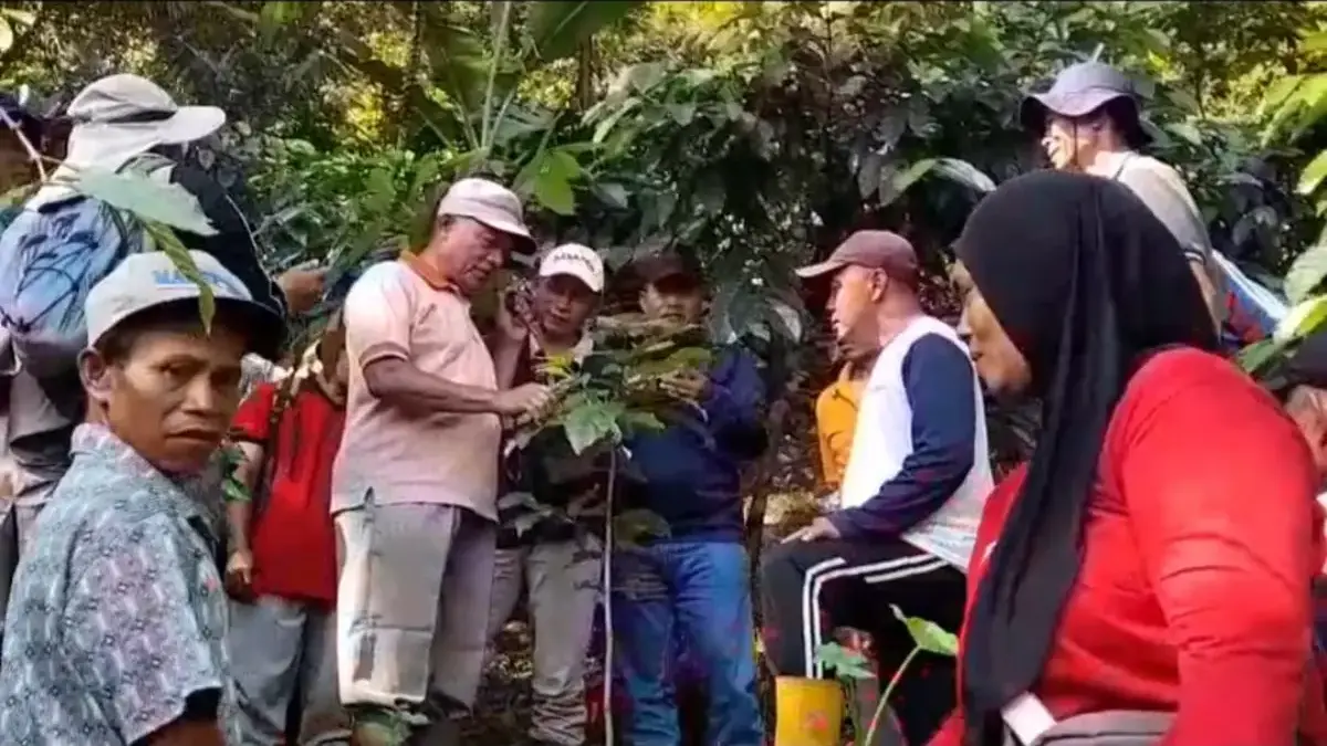 Mantap! 35 Petani Kopi di Pakis Kendal Belajar Rahasia Panen Robusta Melimpah dan Berkualitas Tinggi