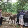 Sempat Hilang 2 Hari, Kerbau Mengamuk di Karangdadap Pekalongan Berhasil Dievakuasi Polisi