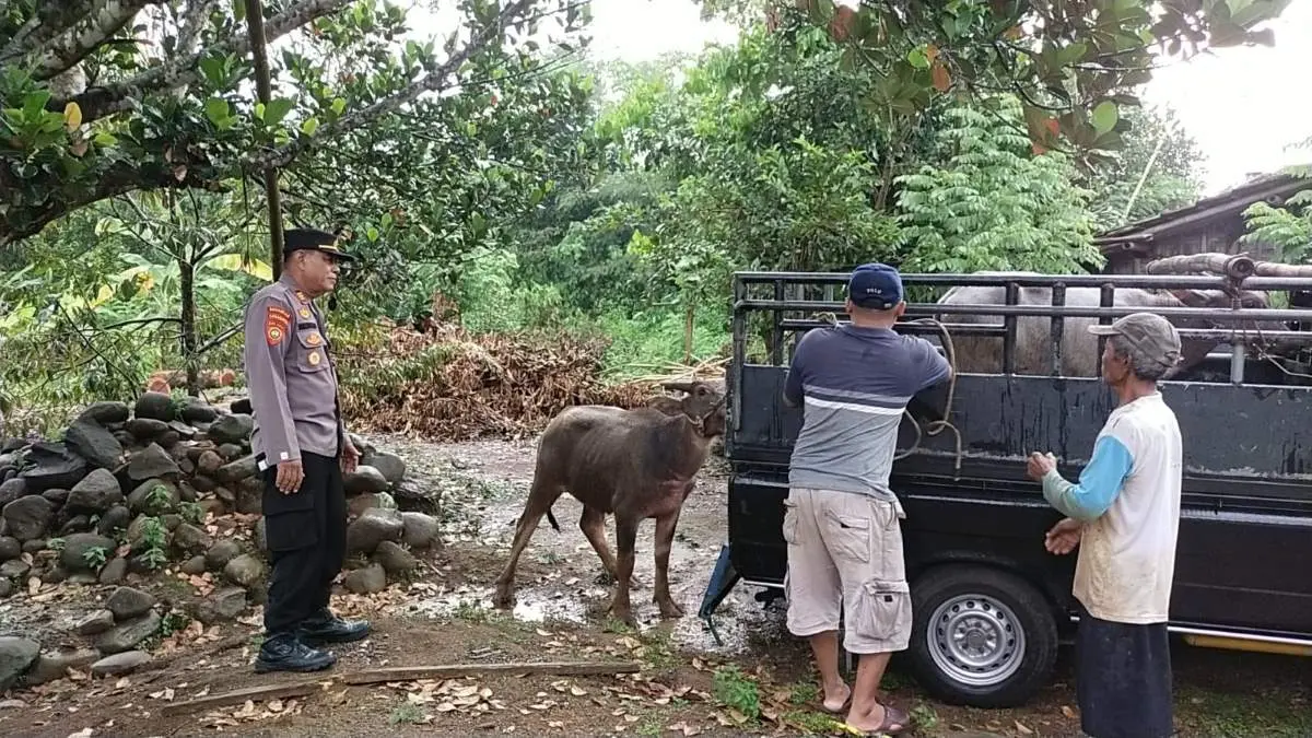 Sempat Hilang 2 Hari, Kerbau Mengamuk di Karangdadap Pekalongan Berhasil Dievakuasi Polisi Sempat Hilang 2 Hari, Kerbau Mengamuk di Karangdadap Pekalongan Berhasil Dievakuasi Polisi
