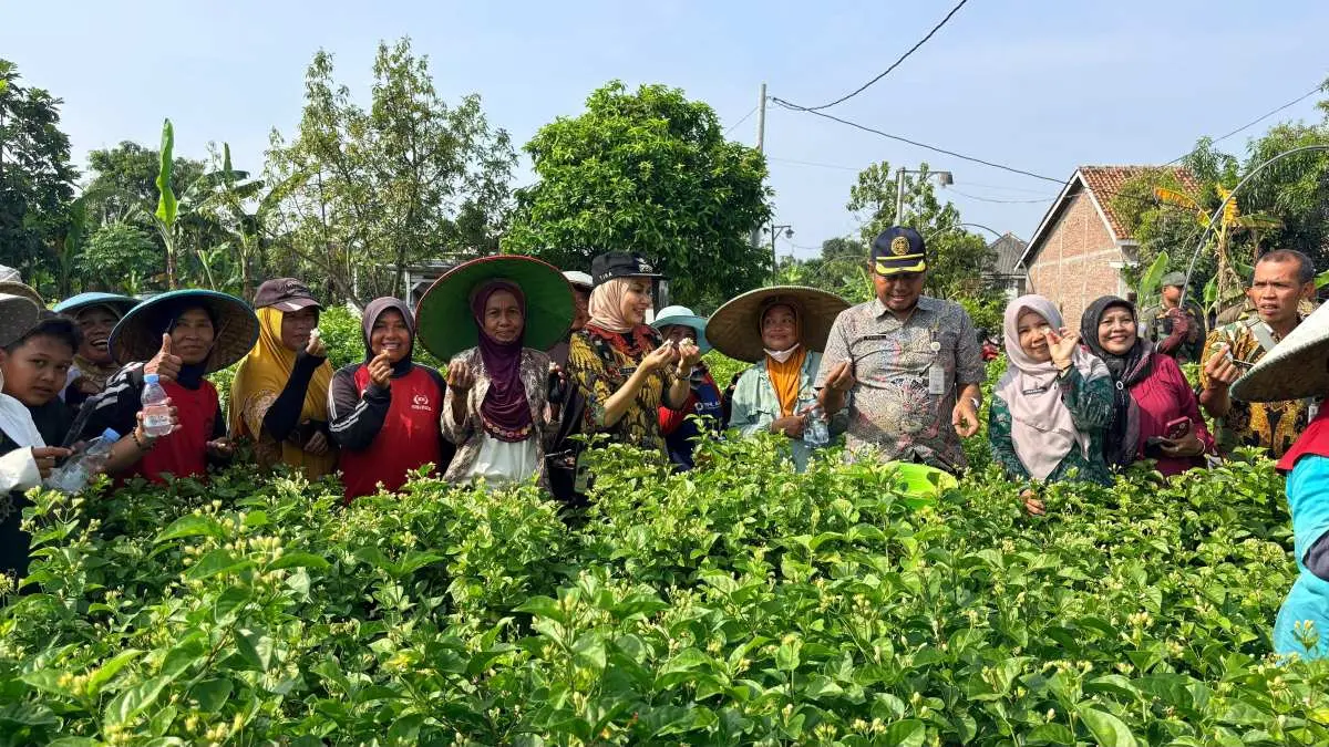 Sukses Panen, Program Bibit Melati Jateng di Kendal Berhasil Buka Lapangan Kerja Baru Sukses Panen, Program Bibit Melati Jateng di Kendal Berhasil Buka Lapangan Kerja Baru