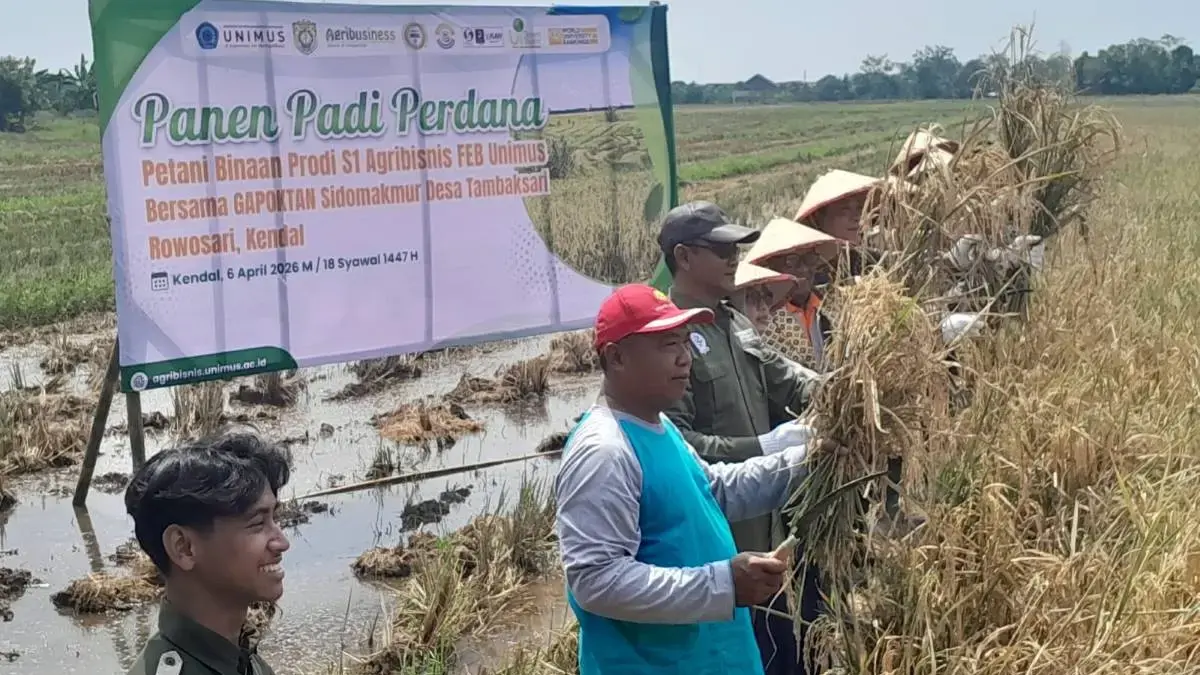 Sukses Tingkatkan Hasil, Unimus dan Petani Kendal Panen Perdana Padi Inpari 32 Lewat Skema Korporasi