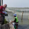 Untung Rp 15 Juta Sekali Panen, DKP Kendal Siap Perluas Budidaya Rumput Laut di Pesisir