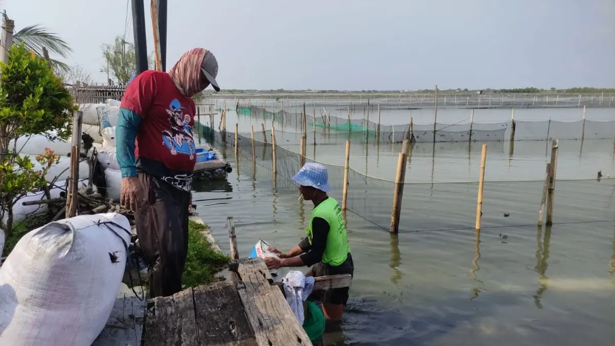 Untung Rp 15 Juta Sekali Panen, DKP Kendal Siap Perluas Budidaya Rumput Laut di Pesisir