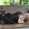 Waduh! Harga Sapi Kurban di Kendal Naik 15 Persen Jelang Idul Adha, Lapak Pedagang Tetap Diserbu Warga