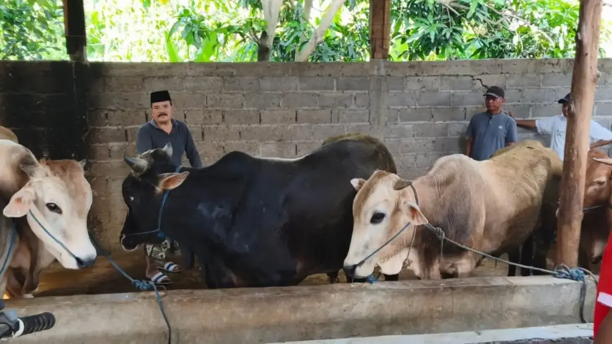 Waduh! Harga Sapi Kurban di Kendal Naik 15 Persen Jelang Idul Adha, Lapak Pedagang Tetap Diserbu Warga