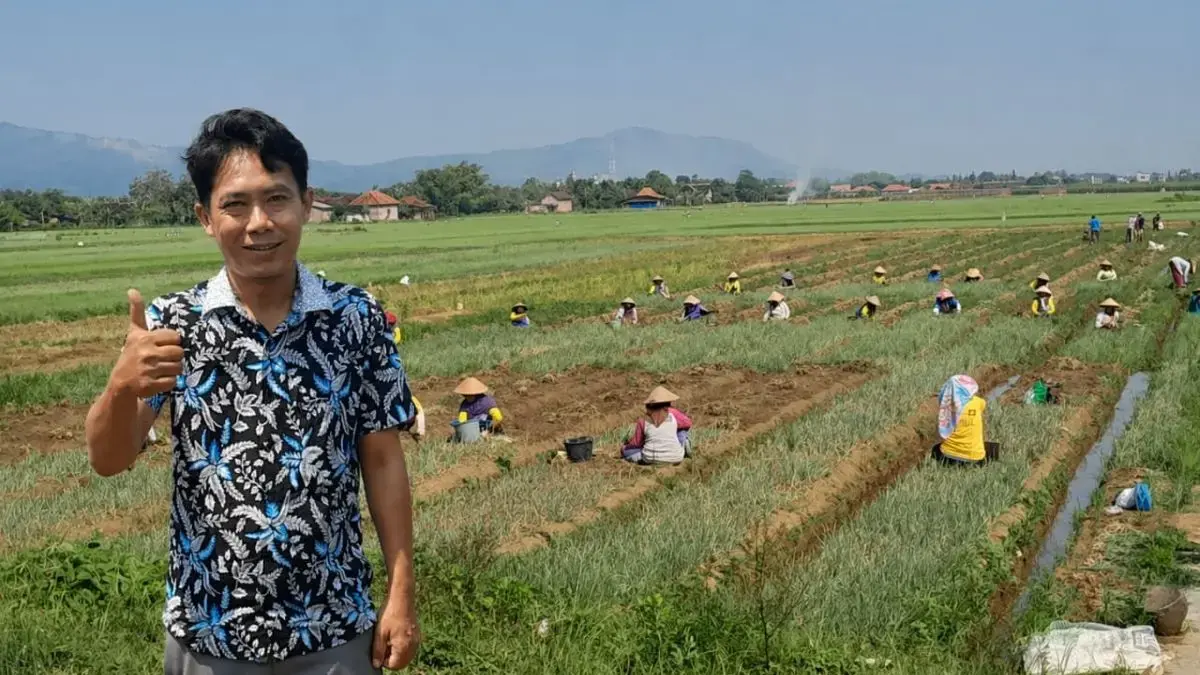 Waduh! Tanam Tak Serempak, Harga Bawang Merah di Kendal Terancam Anjlok, Petani Minta Pemda Turun Tangan