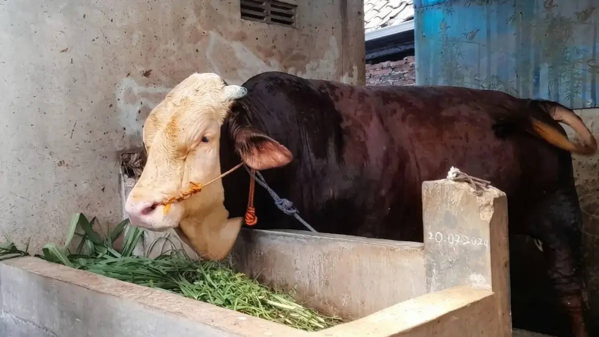 Berbobot 1,1 Ton, Sapi Simental "Gemoy" Asal Kendal Terpilih Jadi Hewan Kurban Presiden Prabowo Subianto Berbobot 1,1 Ton, Sapi Simental \"Gemoy\" Asal Kendal Terpilih Jadi Hewan Kurban Presiden Prabowo Subianto