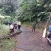 Dipicu Hujan Lebat, Pohon Tumbang Tutup Jalur Utama Lebakbarang–Karanganyar Pekalongan