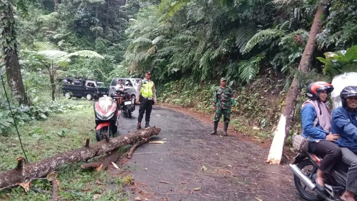Dipicu Hujan Lebat, Pohon Tumbang Tutup Jalur Utama Lebakbarang–Karanganyar Pekalongan
