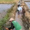 Genjot Ekonomi Warga, Program PKTD Desa Kalirejo Kendal Serap Puluhan Tenaga Kerja Harian