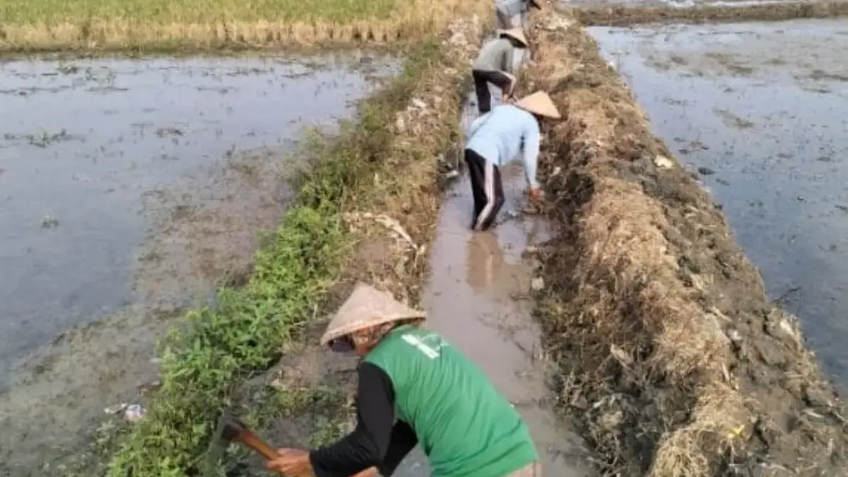 Genjot Ekonomi Warga, Program PKTD Desa Kalirejo Kendal Serap Puluhan Tenaga Kerja Harian