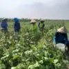 Harga Kacang Hijau di Kendal Stabil Rp 20 Ribu Saat Panen Raya, Petani Raup Untung